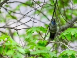 Blue-throated Mountain-Gem